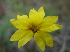 Goodenia berardiana