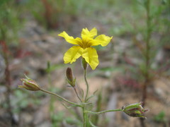 Goodenia berardiana