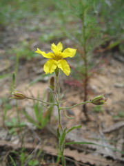 Goodenia berardiana