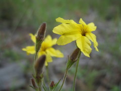 Goodenia berardiana