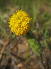 Podotheca gnaphalioides