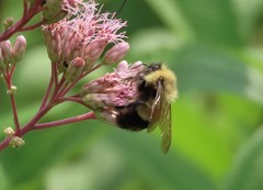Bombus affinis