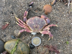 Danielethus crenulatus