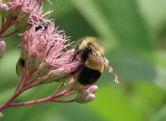 Bombus affinis