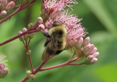 Bombus affinis