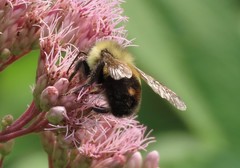 Bombus affinis