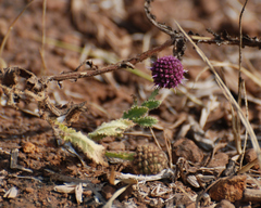 Sphaeranthus indicus