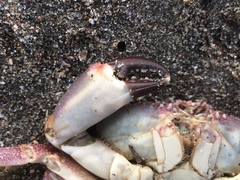 Danielethus crenulatus