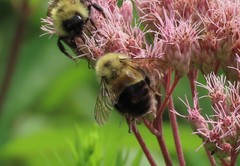 Bombus affinis