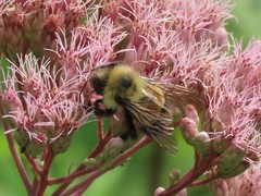 Bombus affinis
