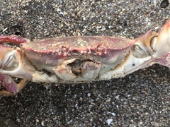 Danielethus crenulatus