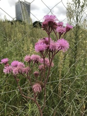 Campuloclinium macrocephalum