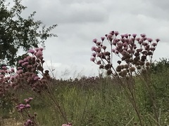 Campuloclinium macrocephalum