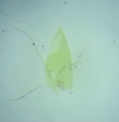 Plagiothecium cavifolium