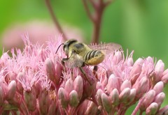 Megachile latimanus