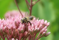 Megachile latimanus