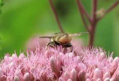 Megachile latimanus