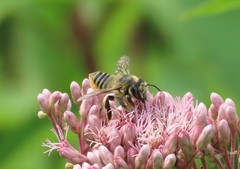 Megachile latimanus