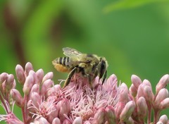 Megachile latimanus