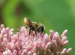 Megachile latimanus