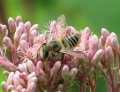 Megachile latimanus