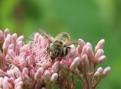 Megachile latimanus