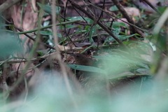 Pnoepyga pusilla