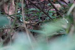 Pnoepyga pusilla
