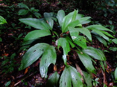 Asplundia brachyphylla