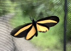 Crocomela erectistria