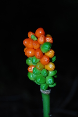 Arum besserianum