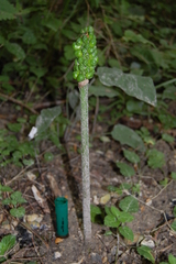 Arum besserianum