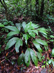 Asplundia brachyphylla