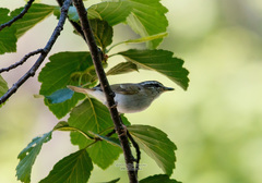 Phylloscopus tenellipes