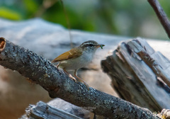Phylloscopus tenellipes