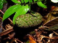 Asplundia brachyphylla