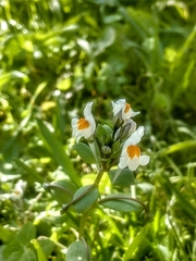 Linaria reflexa