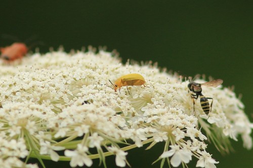 Cteniopus sulphureus
