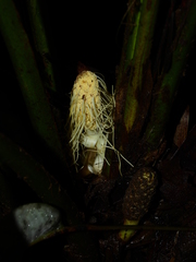Asplundia brachyphylla