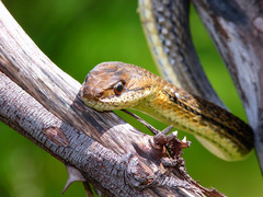 Philodryas nattereri