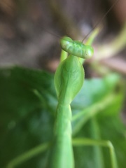 Rhombodera