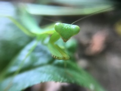 Rhombodera