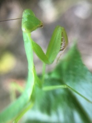 Rhombodera