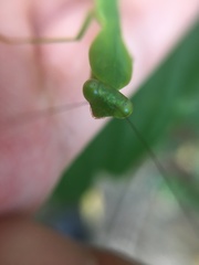 Rhombodera