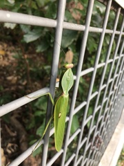 Rhombodera valida