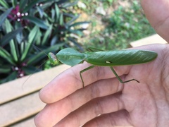 Rhombodera valida