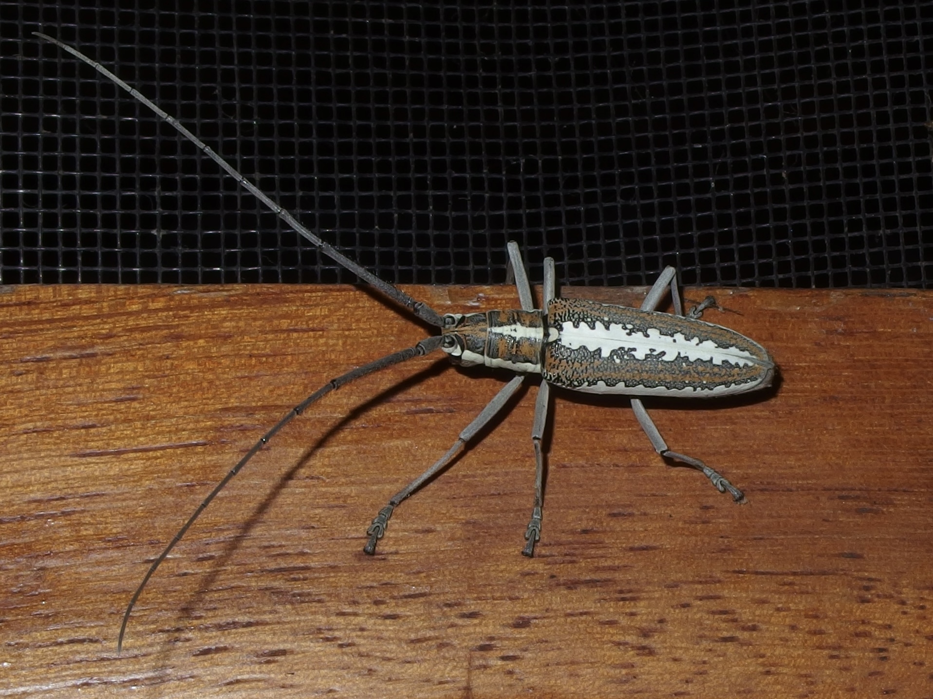 Neoptychodes image
