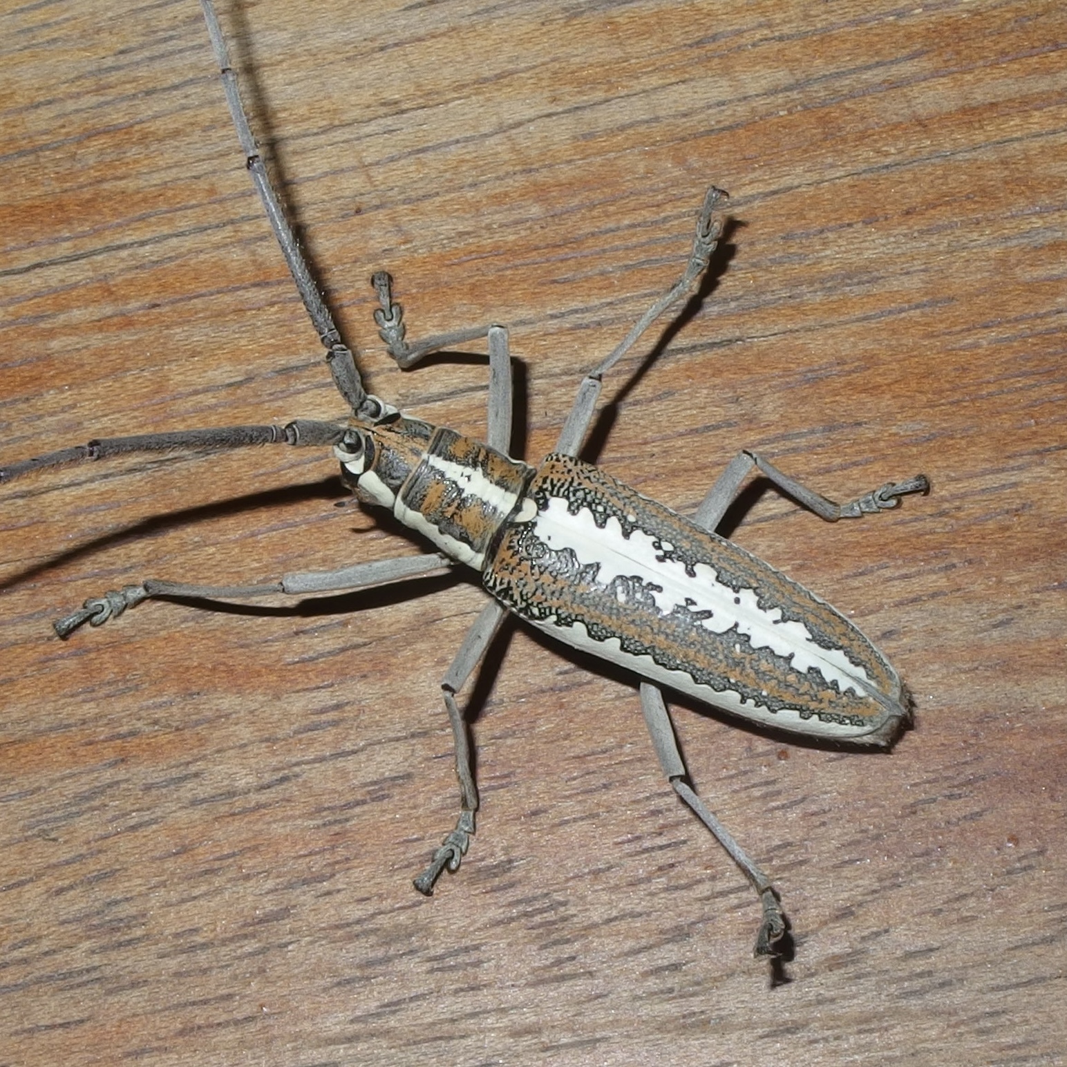 Cerambycidae image