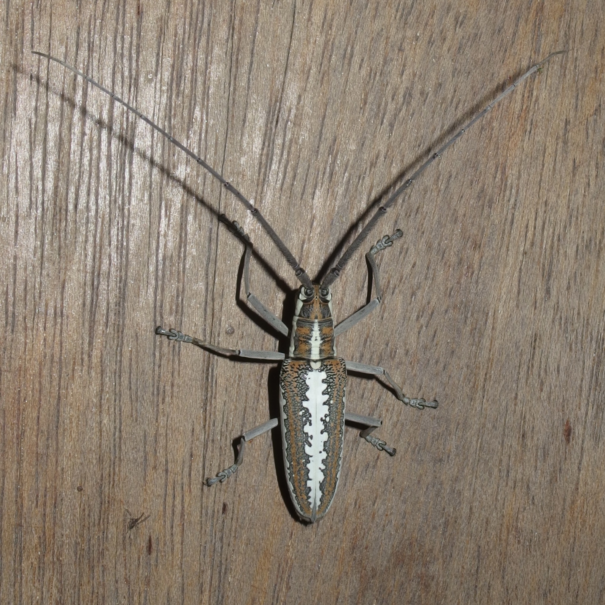 Neoptychodes trilineatus image