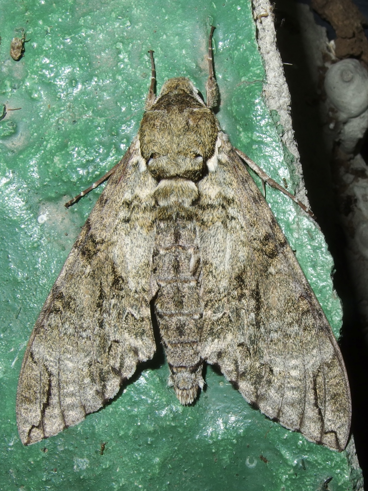 Manduca florestan image